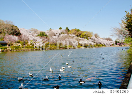 桜満開　　神奈川　横浜　鶴見　三ツ池公園の春 39401269