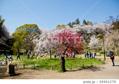 桜満開　　神奈川　横浜　鶴見　三ツ池公園の春 39401270