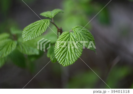 トサミズキの若葉 39401318