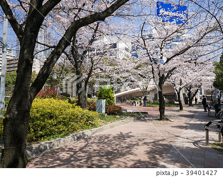 名古屋 栄 都市風景 久屋大通公園 ロサンゼルス広場前の歩道の桜並木とセントラルブリッジの写真素材