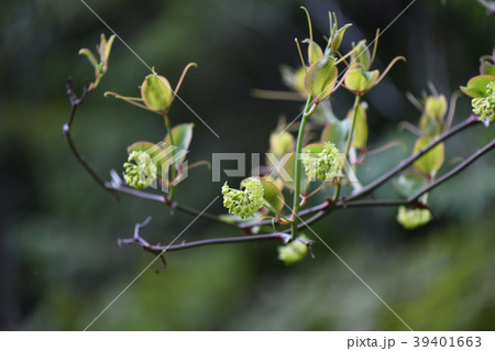 サルトリイバラの花 39401663