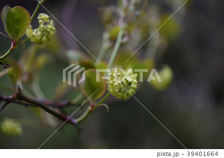 サルトリイバラの花の写真素材