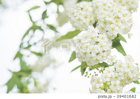 こでまりの花 アップ・コピースペースあり 39401682