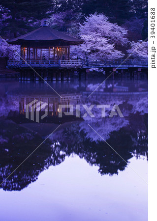 浮見堂の春 39401688