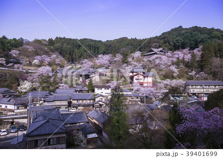 長谷寺の桜 39401699