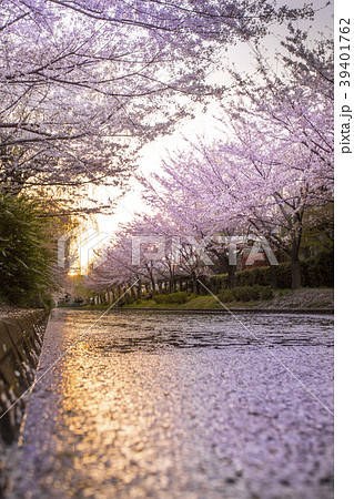 伏見港公園の花筏の写真素材 [39401762] - PIXTA