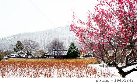 大邱 紅梅 古宅 39401845