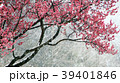 大邱 紅梅 雪景色 39401846