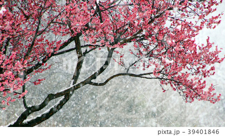 大邱 紅梅 雪景色 39401846