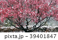 大邱 紅梅 雪景色 39401847