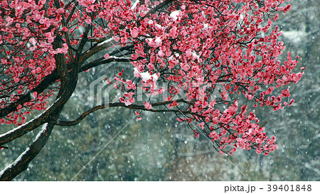 大邱 紅梅 雪景色 39401848