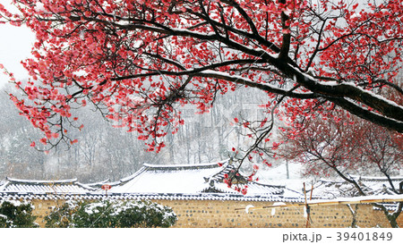 大邱 紅梅 古宅 39401849