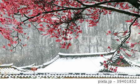 大邱 紅梅 古宅 39401852