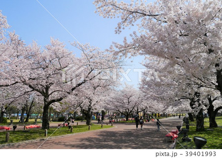 万博記念公園の桜並木の写真素材
