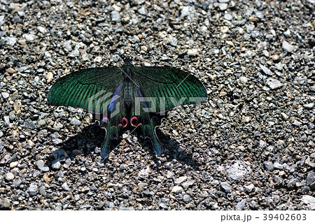 蝶 チョウ 蝴蝶 39402603