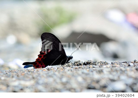 蝶 チョウ 蝴蝶 39402604