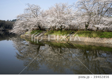 立岡自然公園　桜の公園 39402856