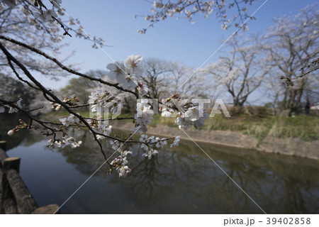 立岡自然公園 桜の公園の写真素材