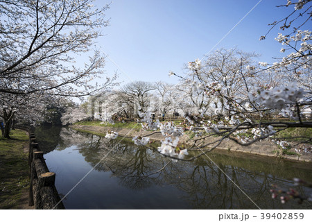 立岡自然公園　桜の公園 39402859