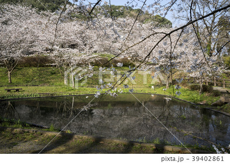 立岡自然公園　桜の公園 39402861
