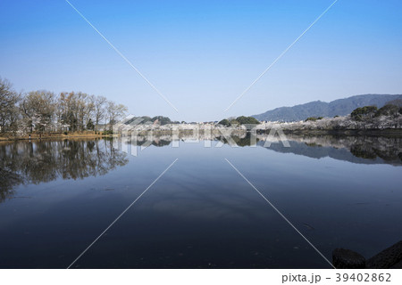 立岡自然公園　桜の公園 39402862