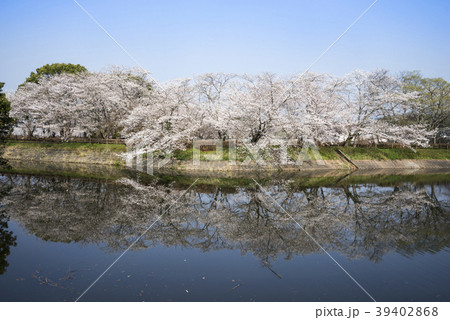 立岡自然公園 桜の公園の写真素材