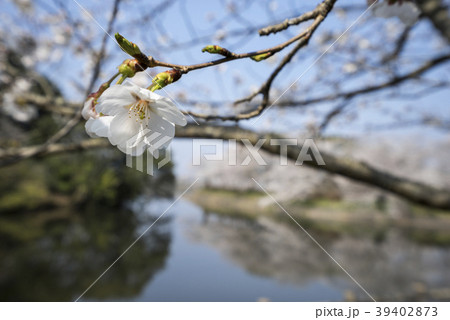 立岡自然公園 桜の公園 立岡自然公園 桜の公園 39402873