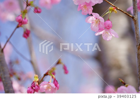 可愛い桜のフレーム集１０の写真素材
