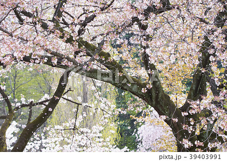 風に舞い散る桜の花びらの写真素材 [39403991] - PIXTA
