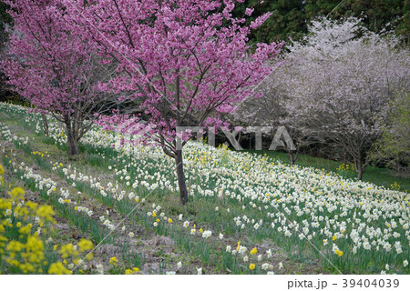 宇都宮　豊郷　まほろばの郷　里山 39404039