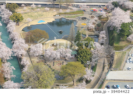 群馬県庁より前橋公園の桜 群馬県庁より前橋公園の桜 39404422