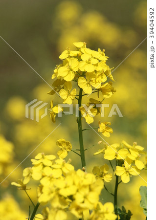 菜の花 39404592