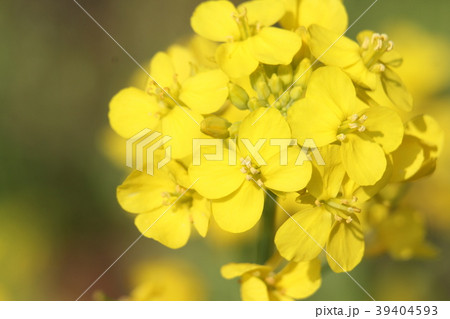菜の花 39404593