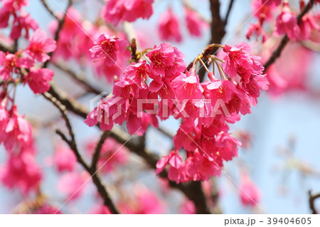 カンヒザクラ 39404605