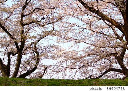 2018 背割堤 さくらまつり 39404758