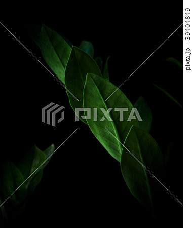 Ficus macro leaves inside the black background 39404849