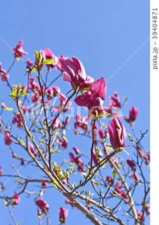 シモクレン(紫木蓮) シモクレン(紫木蓮) 39404871