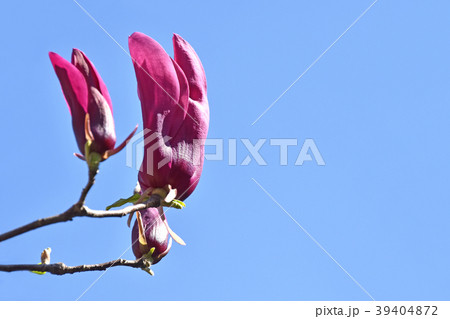 シモクレン（紫木蓮） 39404872