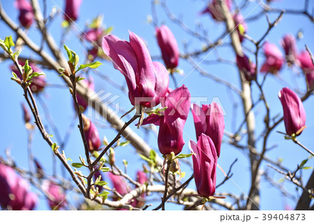 シモクレン(紫木蓮) シモクレン(紫木蓮) 39404873