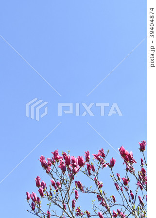 シモクレン(紫木蓮) シモクレン(紫木蓮) 39404874