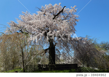 京都　円山公園　祇園しだれ桜 39404902