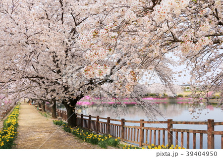 谷地沼親水公園の桜 群馬県前橋市 の写真素材