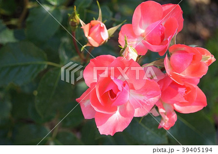 ジャルダン・ドゥ・フランス（四季咲き） 39405194