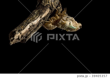 セミの羽化 39405357