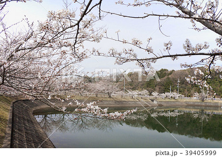 大谷池(岡崎市大谷公園) 大谷池(岡崎市大谷公園) 39405999