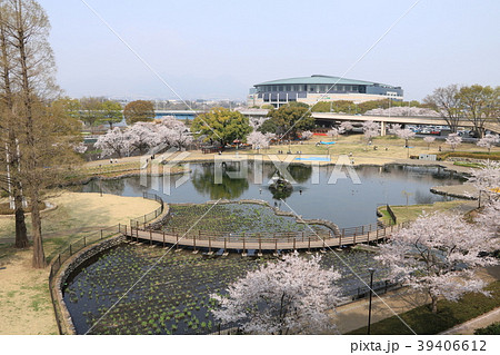 前橋公園の桜 前橋公園の桜 39406612
