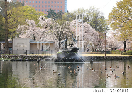 前橋公園のさちの池 前橋公園のさちの池 39406617
