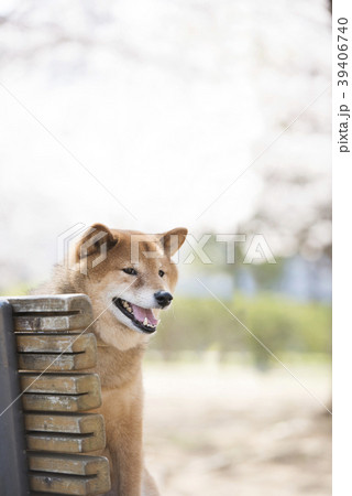 公園のベンチに座る柴犬のポートレートの写真素材