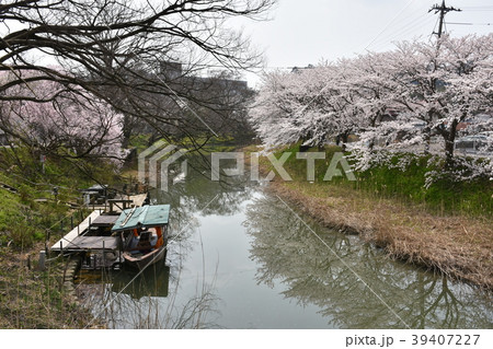 旧大聖寺川　　川沿いの桜と渡し舟 39407227
