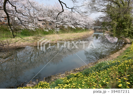 旧大聖寺川　　川沿いの桜並木 39407231